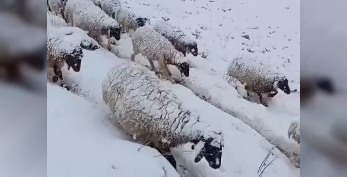 Kar sürprizi koyunları vurdu, çoban zorlu mücadeleyle kurtardı