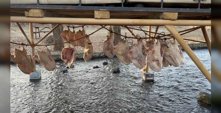 Kış sofralarının gözdesi Kars kazı, geleneksel yöntemlerle kurutuluyor