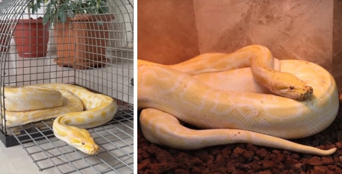 El konulan albino piton Konya'da
