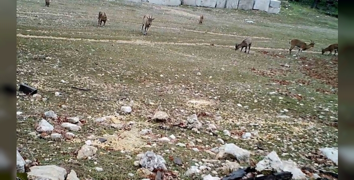 Kovada Gölü Milli Parkı'nda Vahşi Yaşamın Gizemli Anları Fotokapana Yakalandı!