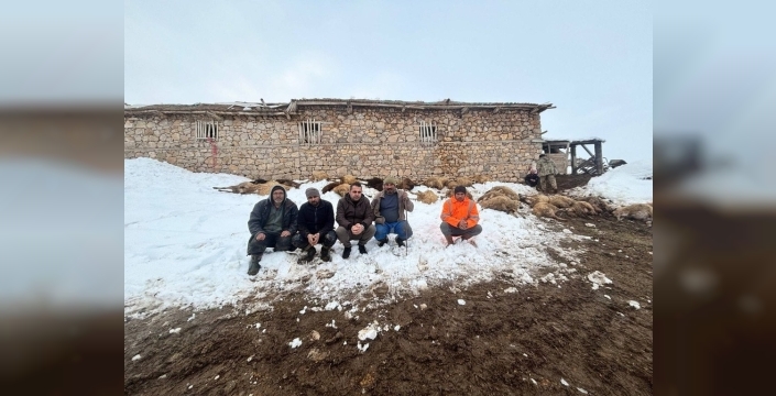 Erzincan'da şok ölüm: Yemden zehirlendiği düşünülen 80 koyun telef oldu