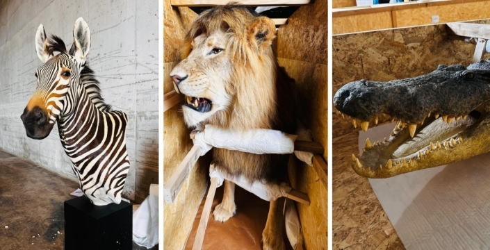 Zebra, aslan ve timsah kaçırıyorlardı