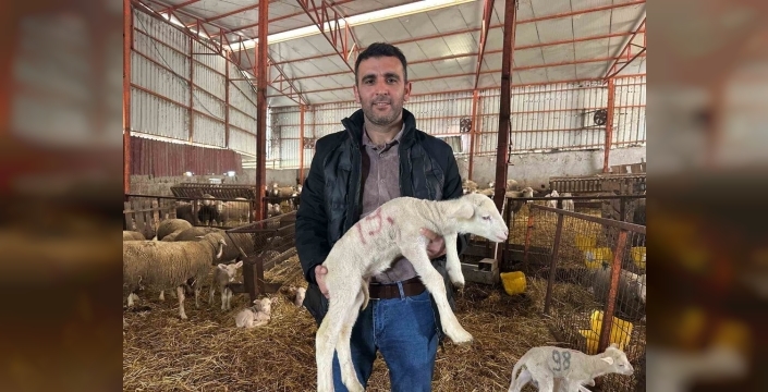 57 yıldır neslini bozmadan damızlık Karacabey merinosu yetiştiriyorlar: Ülkenin dört bir yanına gönderiyorlar