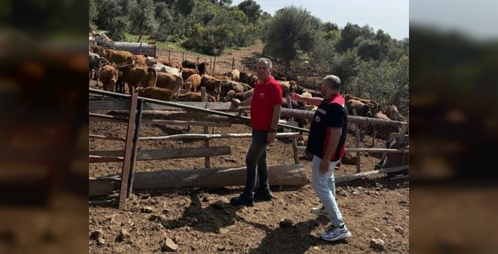 Adana'da 'Güney Sarısı' sığırlarıyla tarımsal kalkınma hamlesi