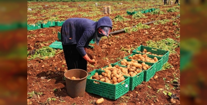 Adana'da 'sarı altın' turfanda patates hasadı başladı: Rekolte düşük, fiyatlar merak uyandırıyor