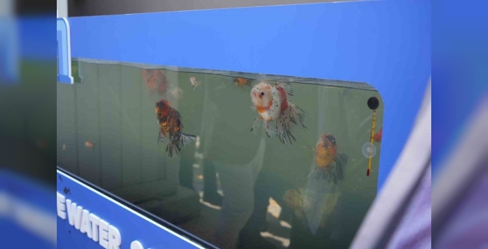 Bolu'daki fabrika, arıttığı suyla Japon balığı besliyor