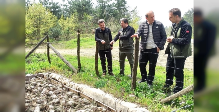 Düzce'de çam kese böceğiyle doğa dostu mücadele başlatıldı