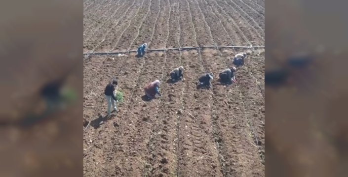 Elazığ'da domates ekimiyle yeni sezonun ilk filizleri toprağa kavuştu