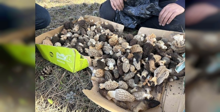 Kastamonu ormanlarında kuzugöbeği mantarı sezonu başladı