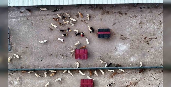 Kayseri, modern hayvan bakımevi ile sokak hayvanlarına örnek oluyor