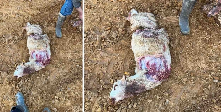 Konya’nın bir ilçesinde kurt alarmı: Vatandaş tedirgin