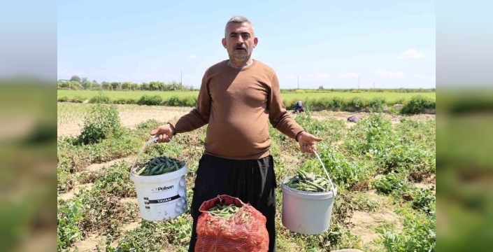 Kozan bezelyesi, Karadeniz hamsisine benzetildi