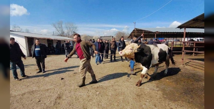 Kurban pazarı şimdiden hareketlendi: Besici ile müşteri arasındaki 'eşek kulağı' restleşmesi kamerada