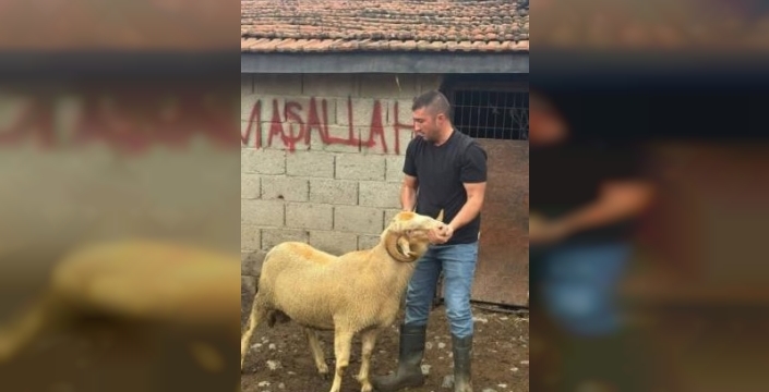 Kurbanlıklar burhaniye'de tezgâhlarda yerini aldı: Fiyatlar dudak uçuklatıyor!
