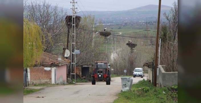 Leyleklerin evi: Amasya'nın Saygılı köyünde elektrik direkleri yuva oldu