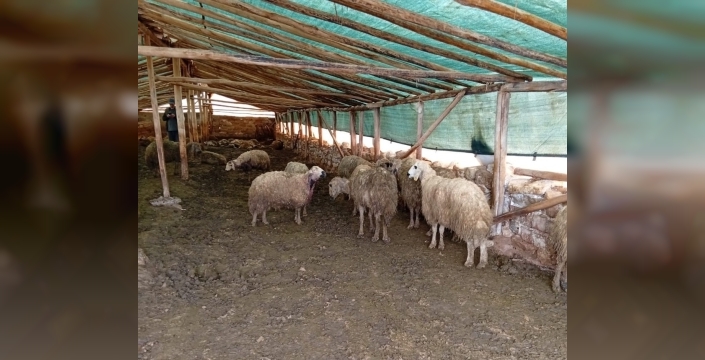 Malatya'da kurt, 30 koyunu telef etti