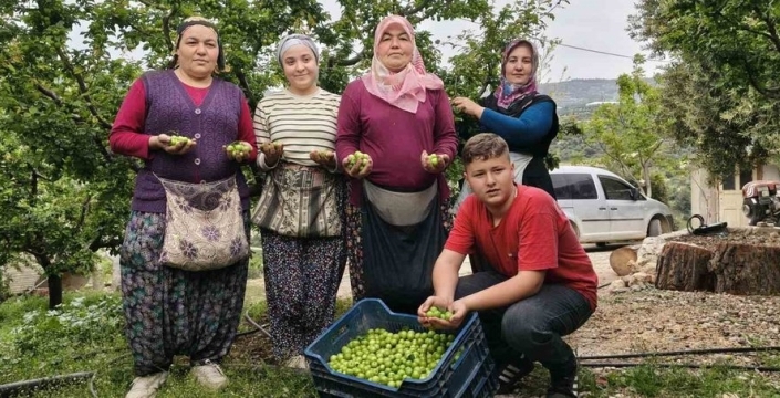 Mersin'de erik hasadı başladı, fiyatlar 200 TL'ye düştü
