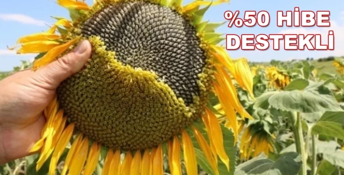 Sarayönü’nde çiftçiye destek: Ayçiçeği tohumu yarı fiyatına