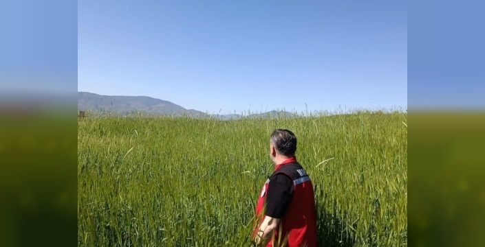 Sarıgöl'de hububat hasadı öncesi süne alarmı: Ekipler sahada!