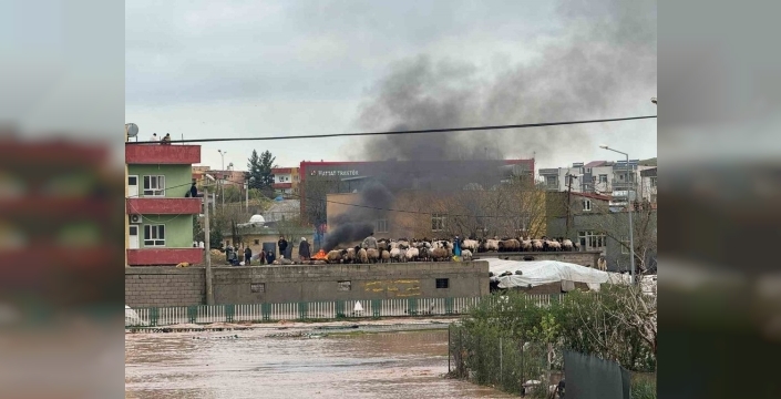 Siirt'te sağanak yağış sele neden oldu, evler su altında kaldı