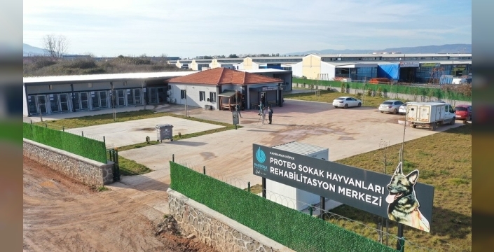 Sokak hayvanı şikayetlerinde büyük düşüş: Başiskele'de 'can dost'lar için umut ışığı