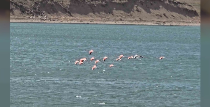 Van Gölü semalarında pembe bir dans: Allı turnalar Erçek Gölü'ne 'merhaba' dedi