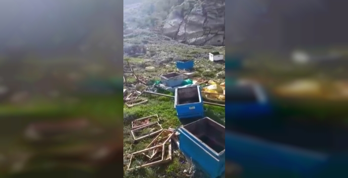Aç ayı dehşeti: Beypınar köyünde kovanlar yerle bir oldu, kaçarken kameraya yakalandı!