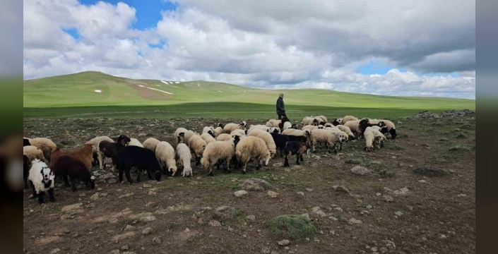 Adilcevaz'da yayla göçü başladı: Sürüler yüksek rakımlara taşındı
