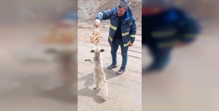 Ahlat'ta işçiler ve tilki arasında dostluk örneği