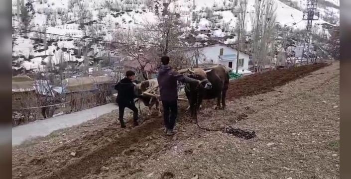 Bahçesaray'da zaman durdu: Karasabanlar, traktörlerin giremediği yamaçlarda yeniden hayat buldu