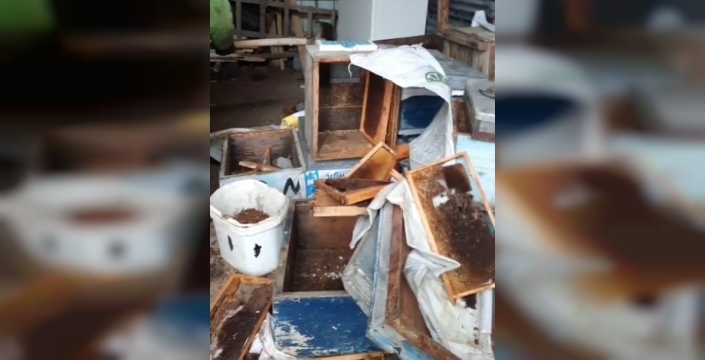 Bayburt'ta arıcılara kabus: Ayılar balları böyle çaldı, köpek havlayınca kaçtılar!