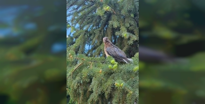Çanakkale'de yaralı kuşlar, doğaya geri döndü