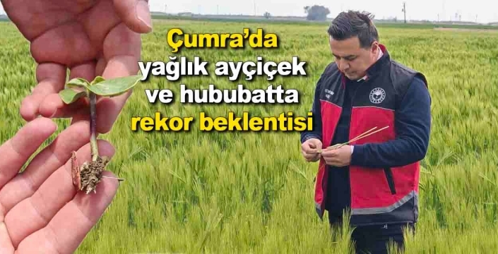 Çumra’da yüzde 50 hibeyle dağıtılan yağlık ayçiçeği boy verdi