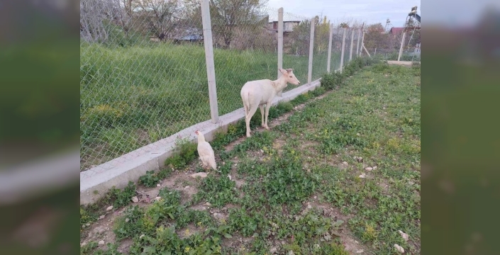 Elazığ'da beyaz alageyik bu kez koyunların yanına geldi