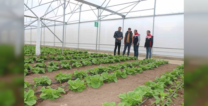 Erzincan'da 23 dekarlık serada mucize: Yılda üç hasat!