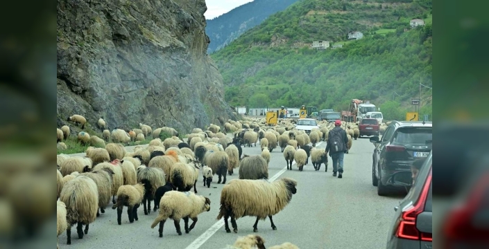 Gümüşhane yaylalarına geleneksel koyun göçü başladı
