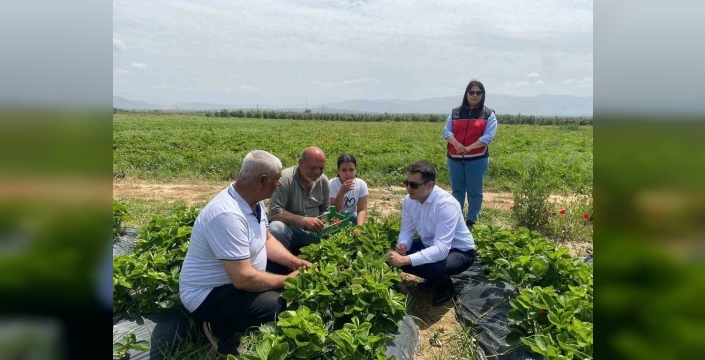 Hassa çileğinin hasadı başladı: Aromasıyla damaklarda tat bırakıyor