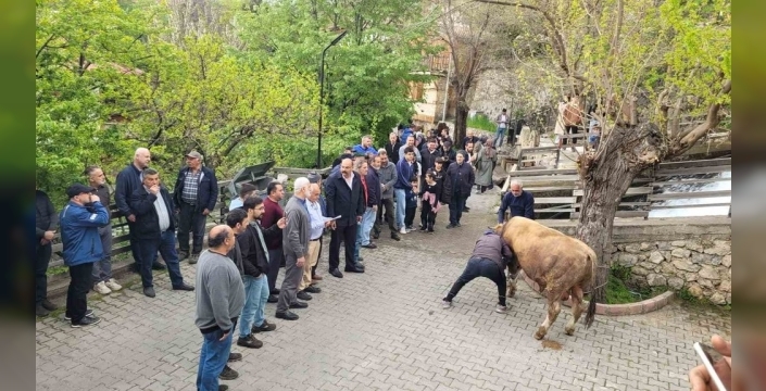 Kemaliye’de şükür kurbanı geleneği yeniden canlandı