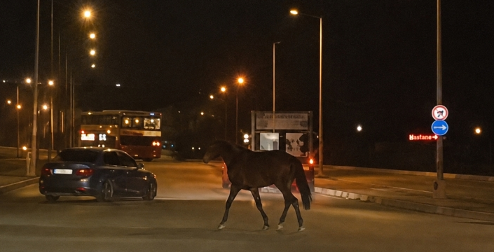 Konya’da başıboş at trafiği birbirine kattı