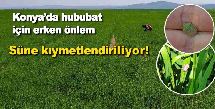 Konya’da süne kıymetlendirme çalışması başladı
