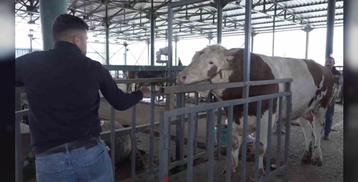 Bayram öncesi hayvan pazarının gözdesi: 780 kiloluk 'şampiyon' dana alıcısını bekliyor