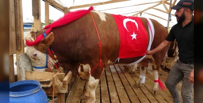 Kurban pazarında dev boğalar: 'Baron' ve 'Kral' Ataşehir'de dikkat çekiyor