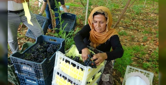 Mersin'de siyah inci üzüm hasadı başladı