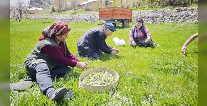 Sivas'ta madımak sezonu açıldı: Yabani otlarla dolu sofralara lezzet katıyor