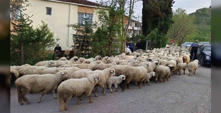 Yayla serüveni başladı: Ordu'da koyunlar binlerce kilometrelik yolculukta