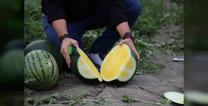 Adana'da sarı karpuz devri: Tropical Sunshine görenleri hayrete düşürüyor