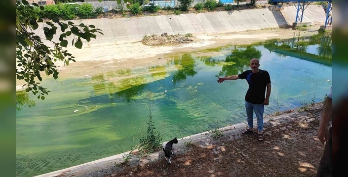 Adana'da sivrisinek kabusu: Vatandaşlar 'Çocuklarımız yara içinde kaldı' diyerek isyan etti