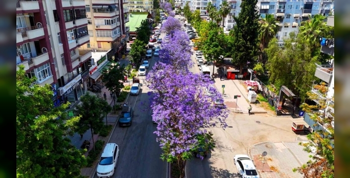 Adana, jakaranda ağaçlarıyla mor bir rüyaya dönüştü