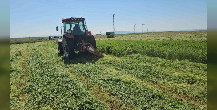 Adilcevaz'da otlar biçiliyor: Kışlık yem hazırlığı telaşı