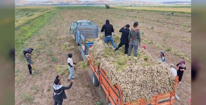 Aksaray'da organik sarımsakların hasadı başladı